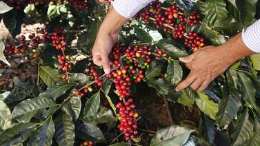 Mi reflexión sobre la cosecha del café y su relación con el concepto de éxito