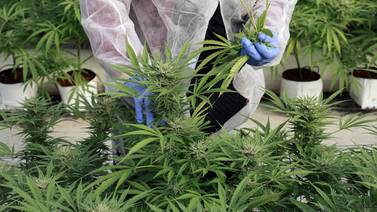 Diputados acogen veto presidencial parcial a ley de cannabis medicinal y cáñamo