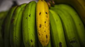 Autoridades peruanas confirman presencia del Fusarium Raza 4 Tropical, un hongo mortal para el banano