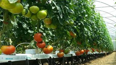 Pyme exportadora de tomate hidropónico obtiene certificación por buenas prácticas agrícolas