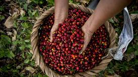 Costa Rica es el 15.° productor mundial de café; vea dónde se produce más y a dónde se exporta