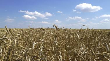 El mercado del trigo: uno en el que solo 10 países pueden exportar y Rusia domina
