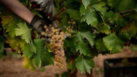 Producción de vino cambiará por culpa del cambio climático