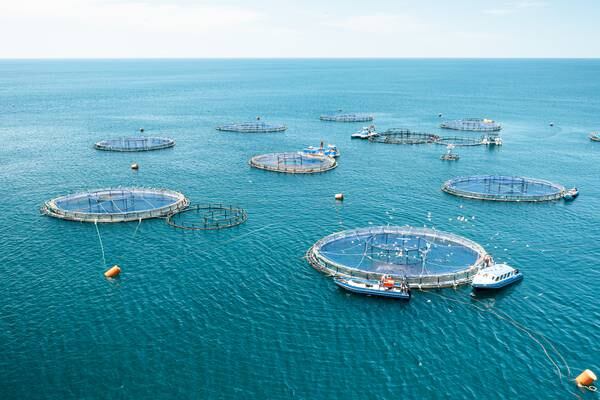 Martec adquirió Grupo Aquacorporación y ahora exporta hasta un 90% de su pescado a EE. UU