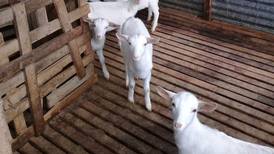 Familia inició negocio de lácteos caprinos con dos cabras, hoy tiene 60 y ofrece <i>tours</i> en su finca