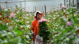 Las rosas ecuatorianas florecen y generan buenos rendimientos en medio de las crisis internacionales