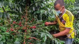 Pandemia alcanza al café de Colombia y amenaza recolección por falta de trabajadores