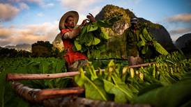 Escasez en Cuba golpea producción de habanos