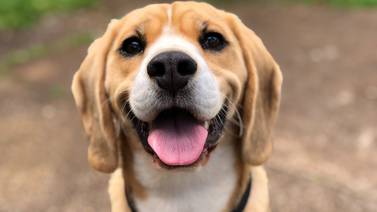 La moda de hacer pruebas de ADN a los perros en Estados Unidos