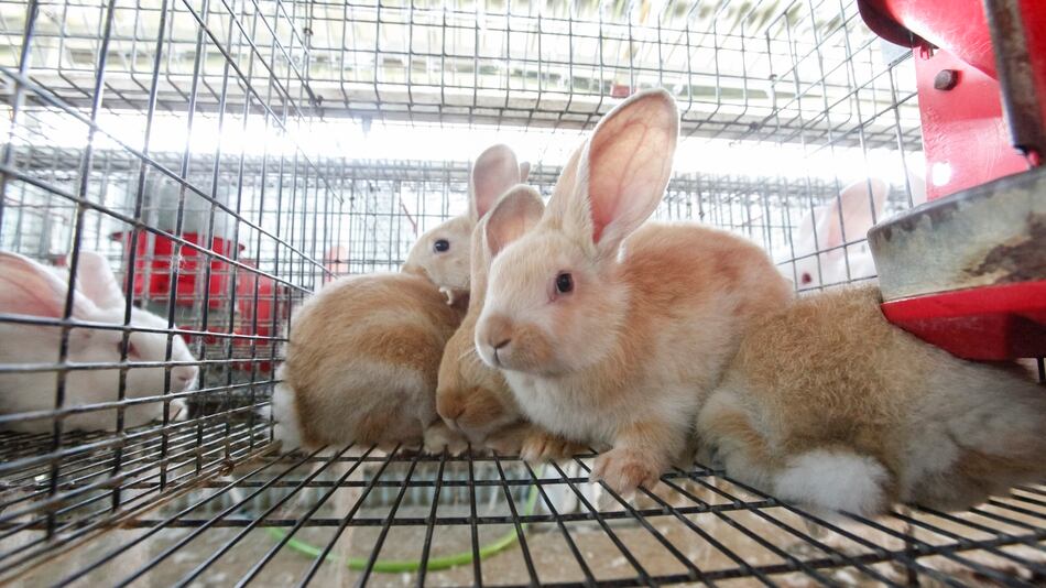 Rabbits de Costa Rica es una de las empresas que apostó por producir y ...