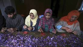 El azafrán, “oro rojo” de Cachemira, víctima del cambio climático y de la guerra