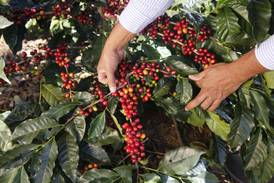 Mi reflexión sobre la cosecha del café y su relación con el concepto de éxito