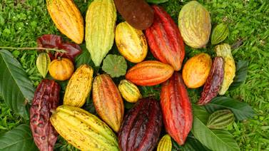 Triunfo nacional en “Cacao of Excellence 2023″ abre puerta a que el cultivo siga el modelo del café gourmet