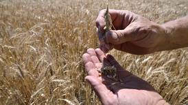 ¿Cómo se cosecha el trigo en Ucrania en medio de la guerra con Rusia?