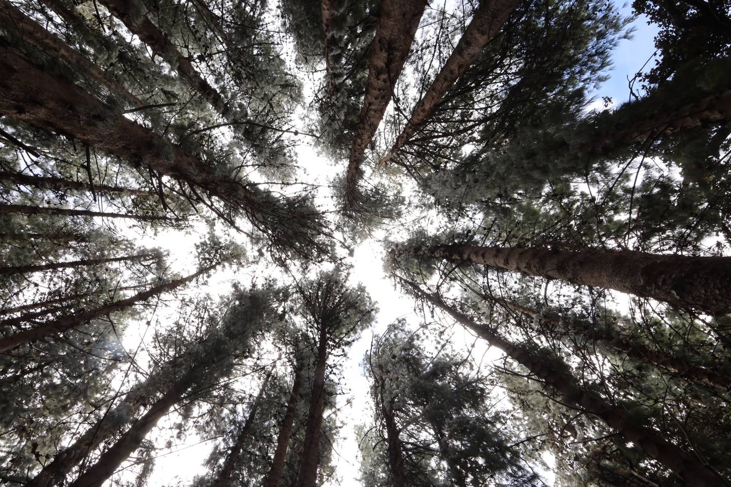 Cresta de los pinos del bosque en Prusia que pertenece al Parque Nacional Volcán Irazú. Árboles enormes que permiten una vista preciosa.