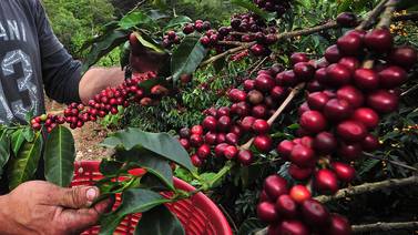 El declive del café en Costa Rica: ¿qué hay detrás de la pérdida de peso del grano de oro?