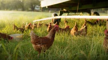 Autenticidad de huevos de pastoreo se mantiene ‘por la libre’ en Costa Rica