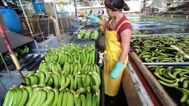 Distancia de 1.000 kilómetros separan a Costa Rica del hongo que amenaza plantaciones de banano ¿cómo se prepara el país para evitar su ingreso?