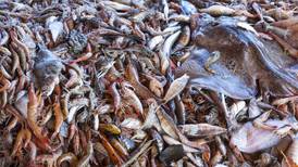 OMC busca prohibir ciertas subvenciones a la pesca 