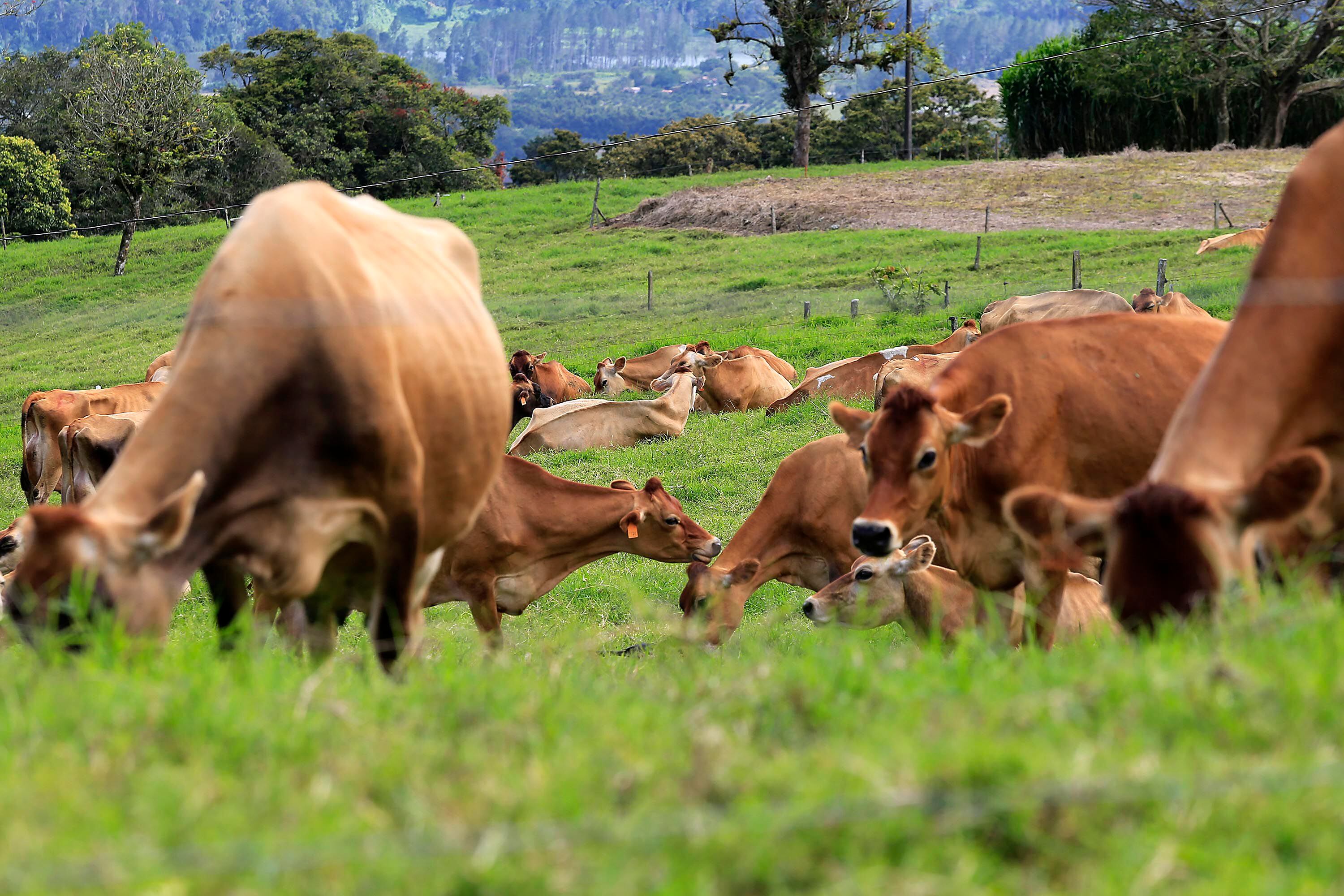 Vacas productoras de leche en Paraíso de Cartago. Foto: Rafael Pacheco Granados / GN Medios