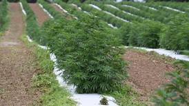 “¡No es marihuana, es cáñamo!”: productores de la planta en Estados Unidos se enfrentan a ladrones y al mercado