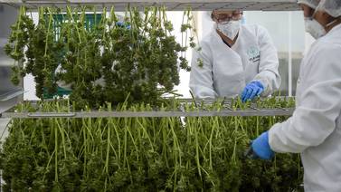 El mercado del cannabis legal crece impulsado por la pandemia en el Reino Unido