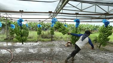 Standart Fruit Company ha despedido a más de 600 trabajadores en fincas bananeras por “caída en tipo de cambio”