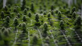 Costa Rica aguarda por la legalización del cannabis medicinal, una polémica alternativa para algunos padecimientos 