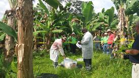 Organismo sanitario emite alerta para prevenir plaga del banano en Centroamérica y México 