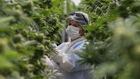 Proyecto de ley para legalizar producción de cáñamo y cannabis promete reactivación económica, pero se estanca en la Asamblea  