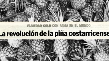 El ascenso dorado: cómo Costa Rica se convirtió en el principal exportador mundial de piña