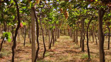 Vicosa es la creadora del vino nacional Teber y ahora fermenta cuatro nuevos productos desde La Garita