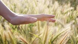 ¿Subirá el precio del pan en Costa Rica? El segundo productor mundial de trigo cierra exportaciones
