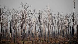 Fondos de inversión advierten que deforestación del Amazonia representa un riesgo sistémico para sus carteras
