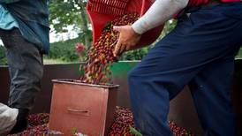 Migración hacia Estados Unidos golpea la cosecha de café en Centroamérica