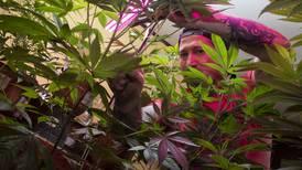Gobierno aplaza firma de ley de cannabis medicinal y cáñamo hasta corregir “preocupaciones” en salud y seguridad
