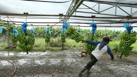 Standart Fruit Company ha despedido a más de 500 trabajadores en fincas bananeras por “caída en tipo de cambio”