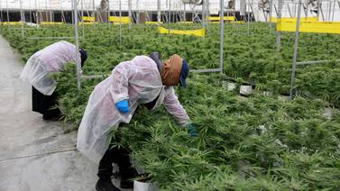 Panamá se adelanta a Costa Rica y abre el negocio del cannabis medicinal