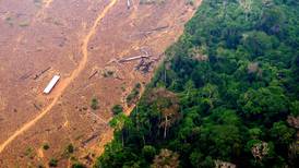 La Tierra perdió un área de selva equivalente a un campo de fútbol cada cinco segundos