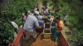 Fundecooperación ofrece créditos desde ¢500.000 a pymes productoras de café