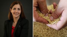 Comisionada de Coprocom: ‘Regulación en mercado del arroz impide que consumidores se favorezcan con precios más bajos’