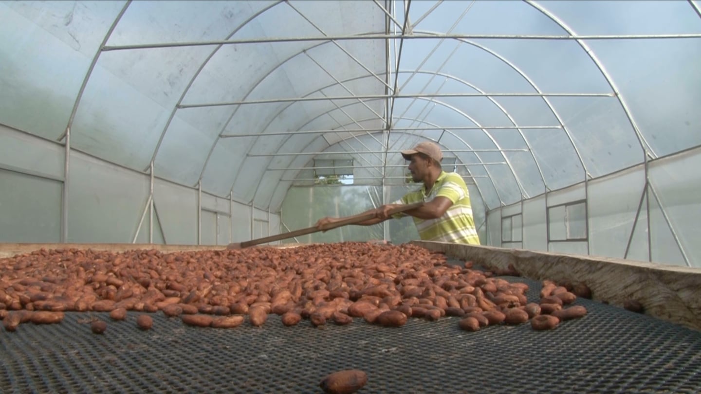 Producción de cacao Chocolatera El Volcán en Upala