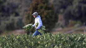 Productores agrícolas pagarían menos por contratar trabajadores migrantes