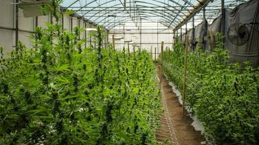 Legalización de cannabis medicinal y cáñamo industrial es aprobada en primer debate en Costa Rica 
