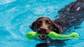 Dogmático Hotel & Spa ofrece a los perros un concepto único y exclusivo