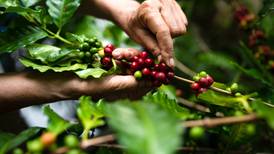Cierre de CISA, empresa exportadora de café, preocupa en Nicaragua