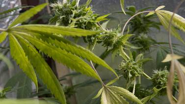 Diputados aprueban legalización de cannabis medicinal y cáñamo con los cambios del veto presidencial