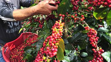 Así va el cierre de la cosecha de café por región