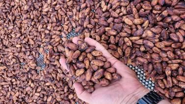 Precio del cacao supera los $10.000 por tonelada en Nueva York