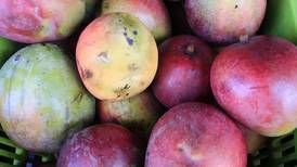 El mango de Costa Rica tiene una nueva oportunidad en el mercado de EE. UU., ¿qué se necesita para aprovechar la situación? 